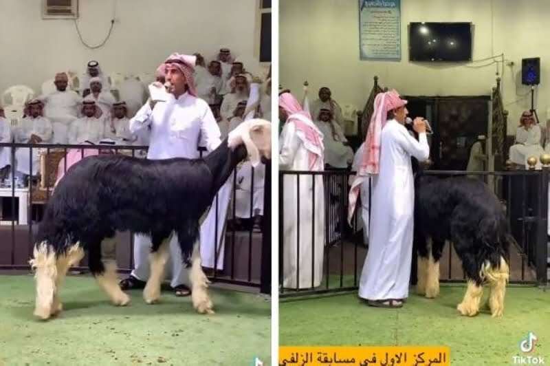 شاهد: مزاد على خروف 'نجد' في السعودية من سلالة نادرة.. لن تصدق... مساحة نت | شاهد: مزاد على خروف "نجد" في السعودية من سلالة نادرة.. لن تصدق ما هي مواصفاته وكم سعر فتح المزاد (فيديو)