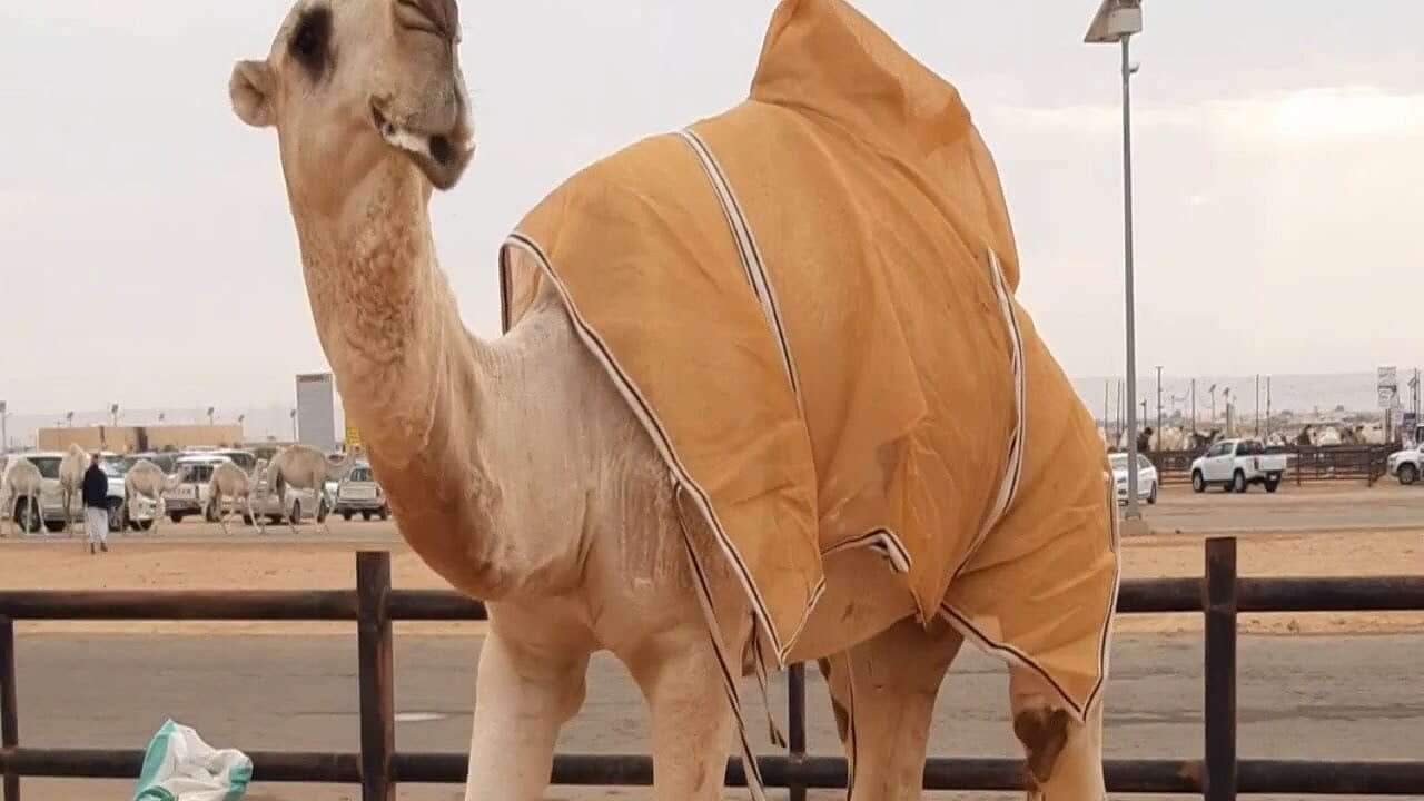 بيع قعود في السعودية اليوم بأكثر من مليونين ريال.. ما قصته؟... مساحة نت | بيع قعود في السعودية اليوم بأكثر من مليونين ريال.. ما قصته؟ (صورة)