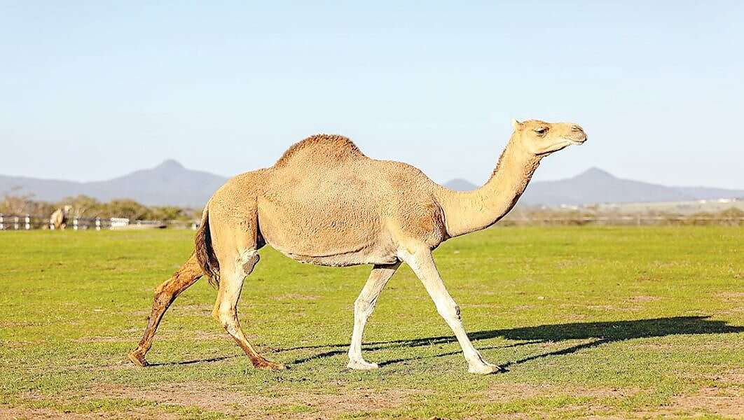 هل يسيطر حليب الإبل على سكر الدم؟: طبيب يكشف الحقيقة