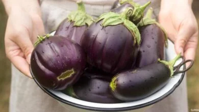 باذنجان (مواقع)