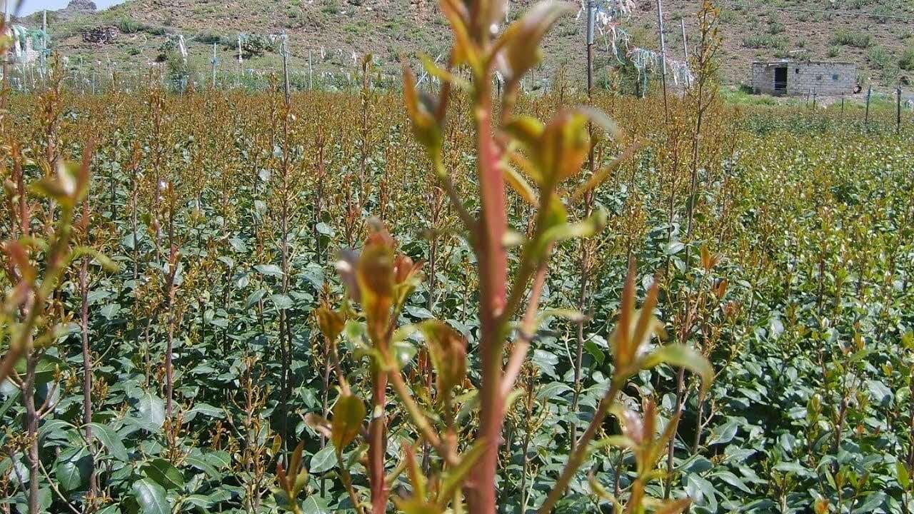 تصريح صادم من الاتحاد الأوروبي حول شجرة القات في اليمن..... مساحة نت | تصريح صادم من الاتحاد الأوروبي حول شجرة القات في اليمن.. تفاصيل