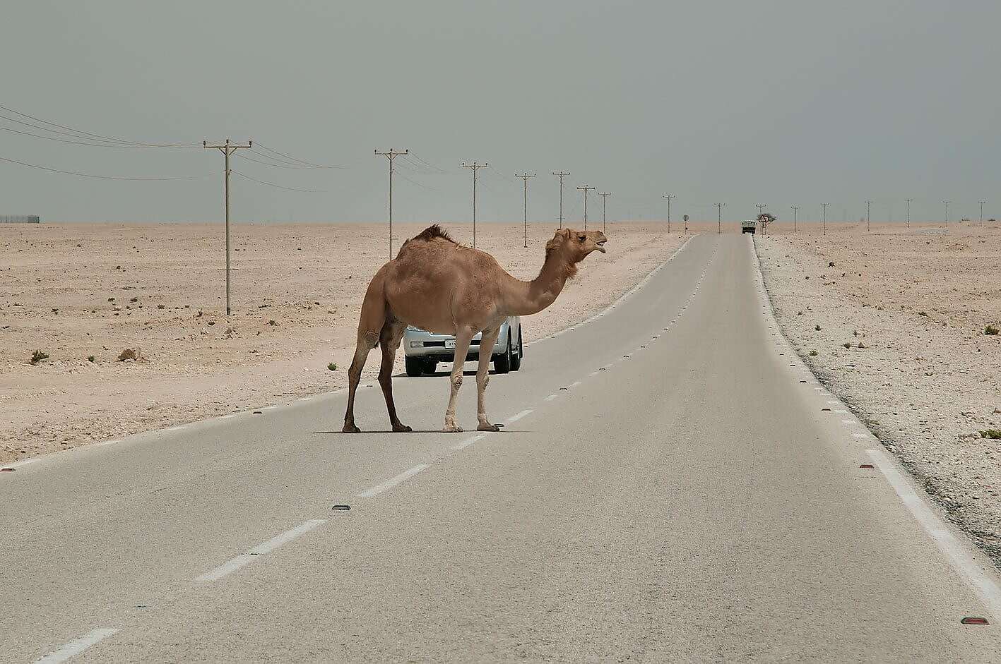 أحد أهالي الأفلاج يروي تفاصيل جديدة للحادث الذي أودى بحياة 5... مساحة نت | أحد أهالي الأفلاج يروي تفاصيل جديدة للحادث الذي أودى بحياة 5 شبان سعوديين بسبب جمل سائب.. ويقدم نصيحة لمرتادي ذاك الطريق