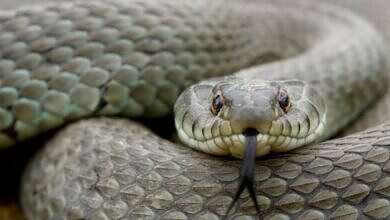 ثعبان (مواقع)