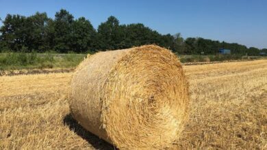 شاهد: طبيب سعودي بارز ينصح بأكل التبن ويسرد فوائده.....