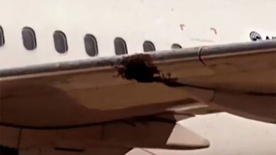 سرب نحل يهاجم طائرة في البرازيل (منصات تواصل)