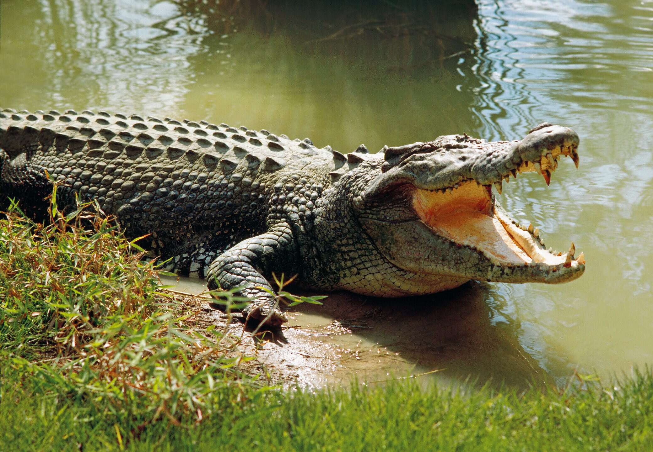 Saltwater crocodile (Crocodylus porosus) worlds largest living reptile, cooling himself with open mouth, Darwin, Northern Territory, Australia تمساح يعيد طفلا غارقا في اندونيسيا (وكالات)