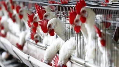 استقرار أسعار الدواجن في مصر اليوم (وكالات)