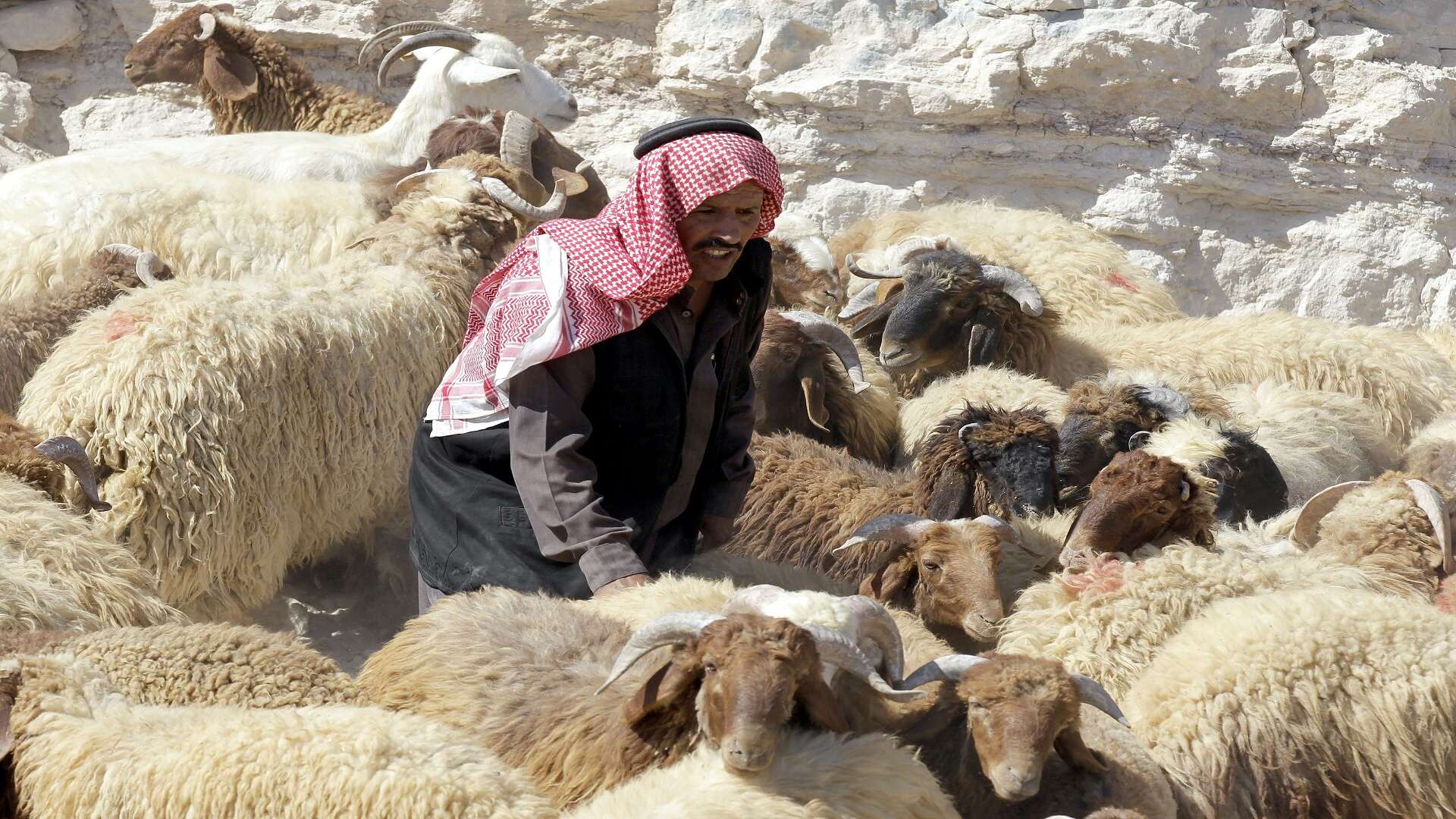 أغنام انخفاض لأسعار الأغنام في السعودية (وكالات)