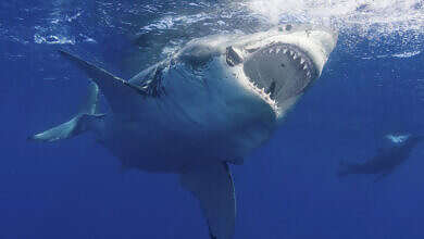 سمكة القرش (وكالات)