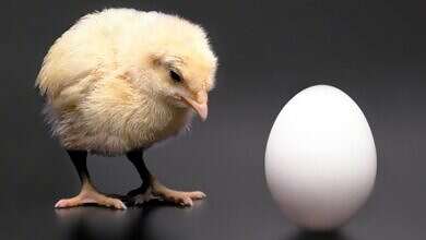 حل لغز الدجاجة والبيضة (مواقع)