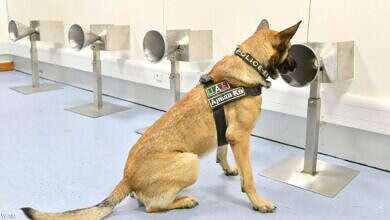 كلب بوليسي (وكالات)