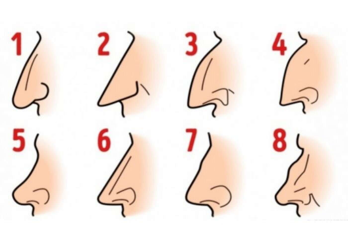 شكل الأنف أشكال الأنف (مواقع)