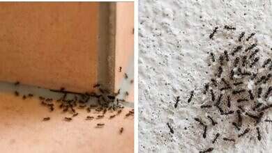 طرد النمل من المنزل (مواقع)