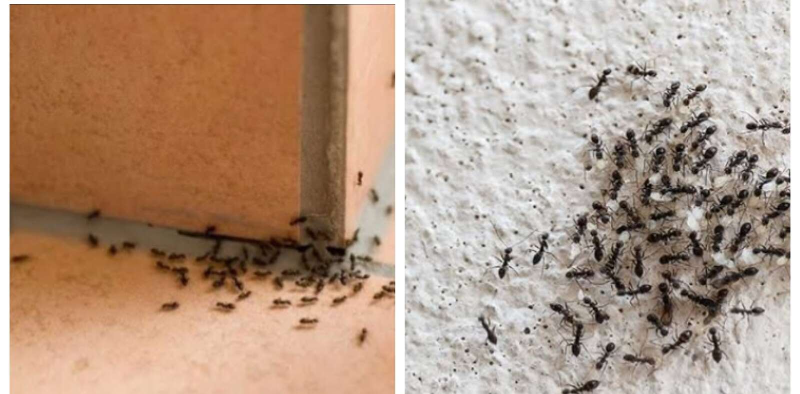 نمل في المنزل طرد النمل من المنزل (مواقع)