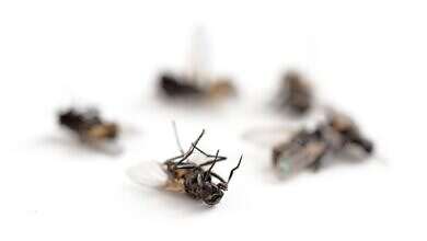 طرق طبيعية لطرد الذباب (مواقع)