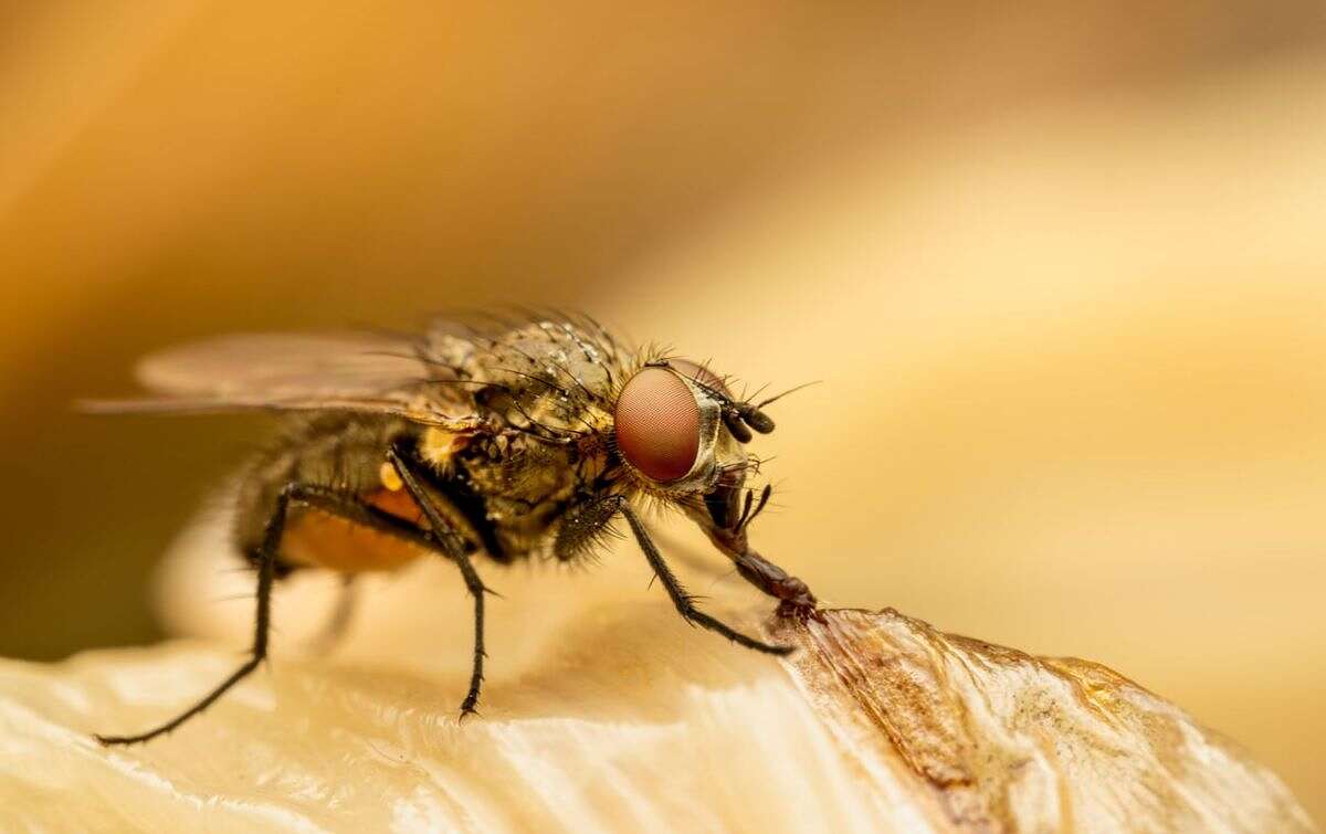 ذباب1 طرق طرد الذباب من المنزل (مواقع)