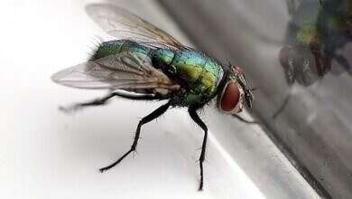 طرق طرد الذباب من المنزل صيفا (مواقع)