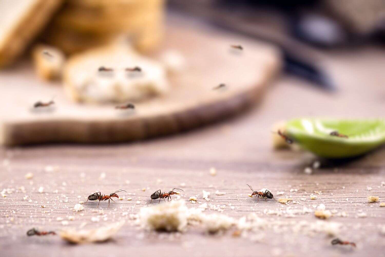نمل في البيت طرد الحشرات من المنزل (مواقع)