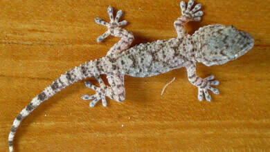 طرد البرص من البيت (مواقع)