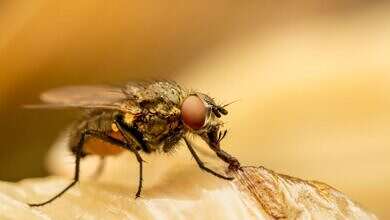 طرد الذباب صيفا (مواقع)