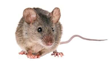 طرق طرد الفئران من المنزل (وكالات)