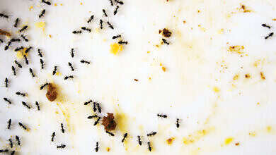 نمل في المنزل (مواقع)