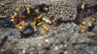 النمل الأبيض (مواقع)