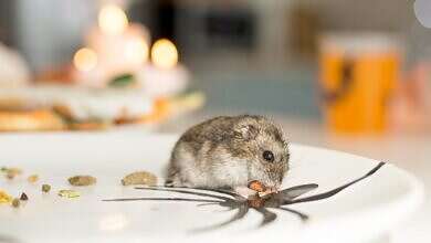 طرد الفئران من المنزل (مواقع)