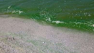 تحول لون مياه البحر بمصر (مواقع)