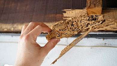 سوس الخشب (مواقع)