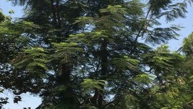 صورة تعبيرية (مواقع)