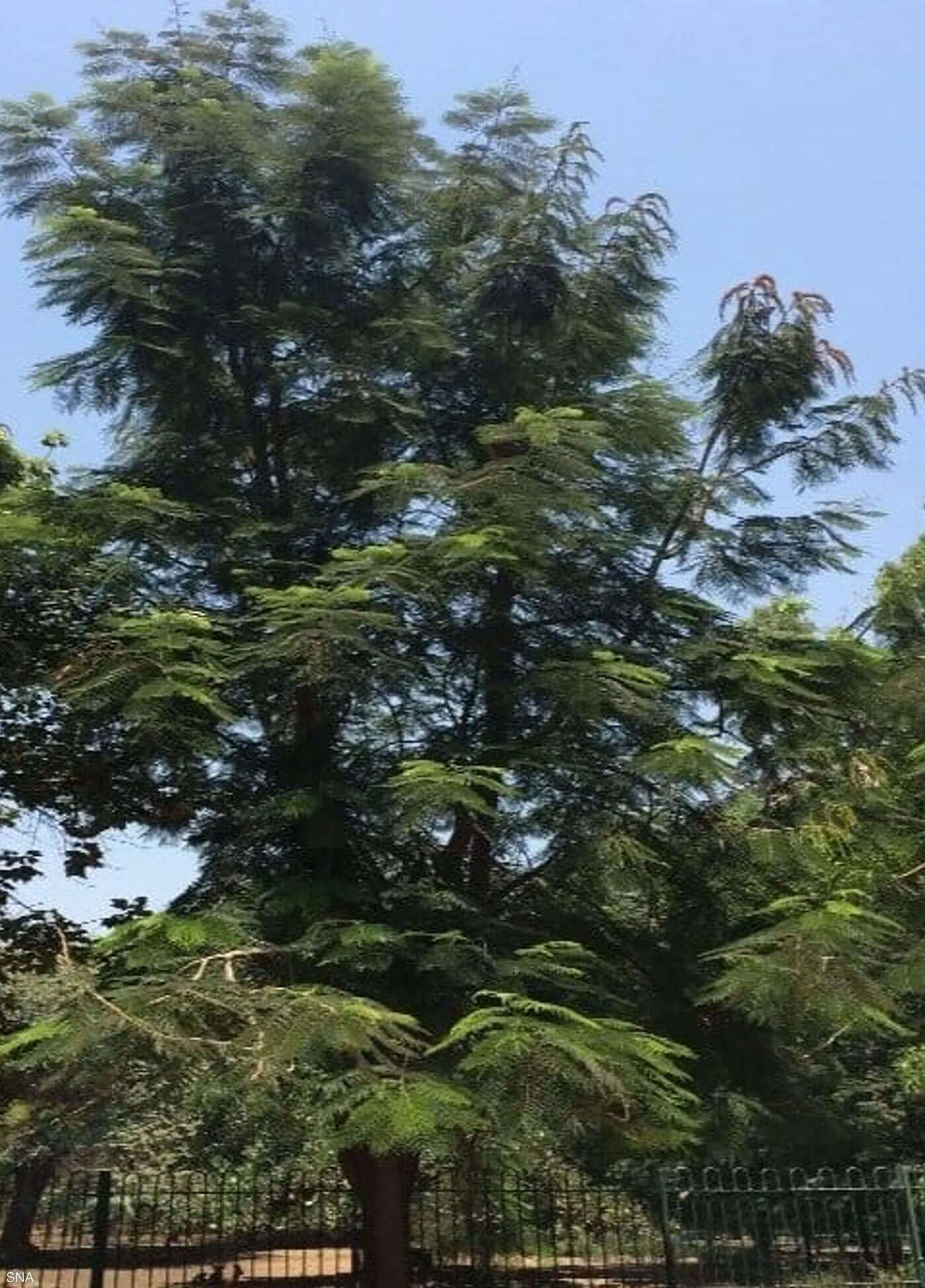 شجرة نادرة صورة تعبيرية (مواقع)