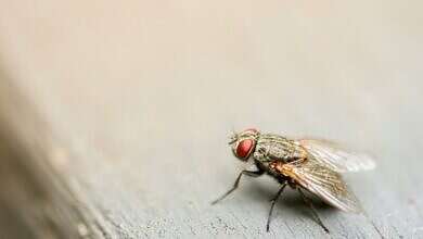 صورة تعبيرية (مواقع)