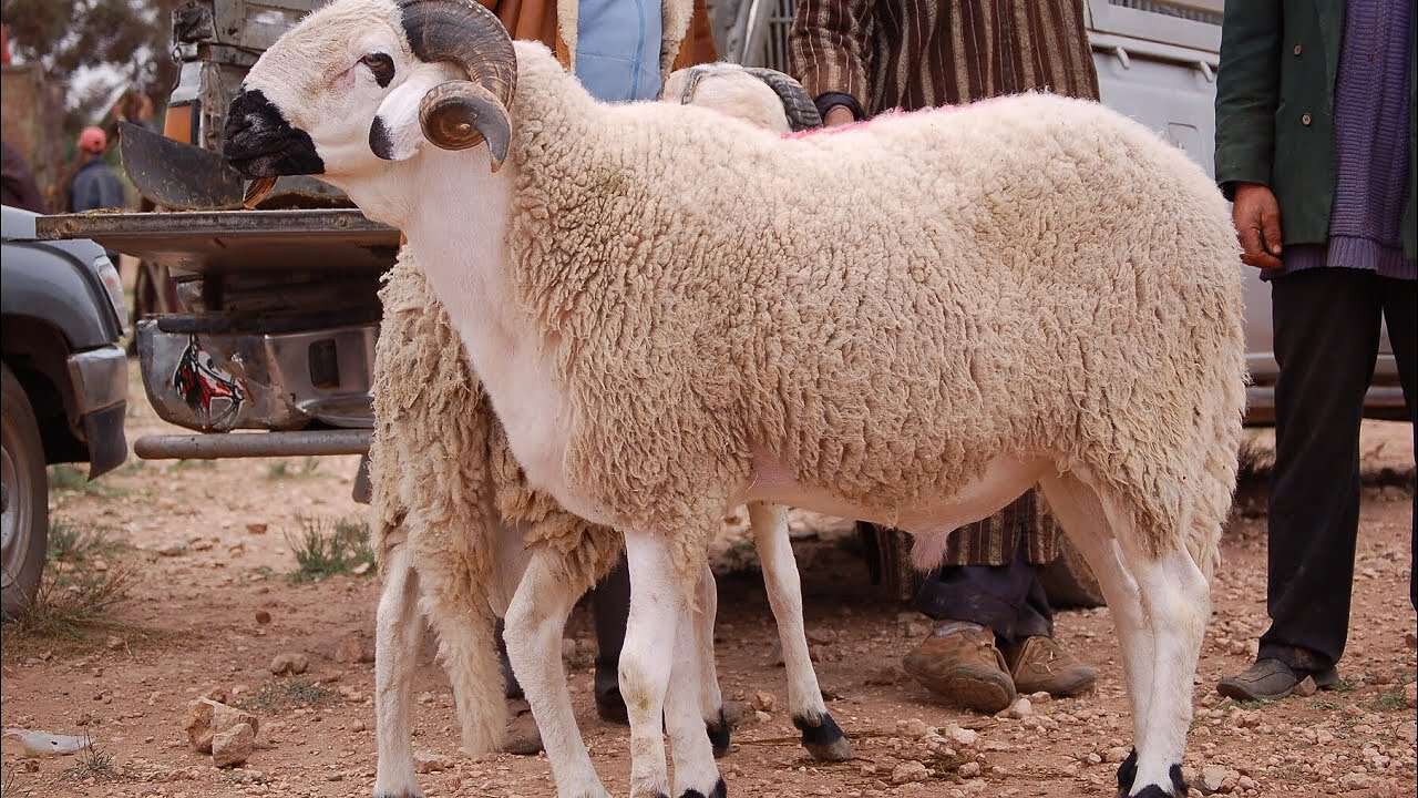 كبش العيد صورة تعبيرية (مواقع)