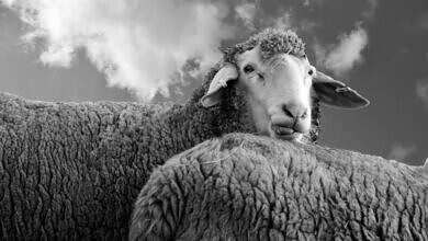 صورة تعبيرية (مواقع)