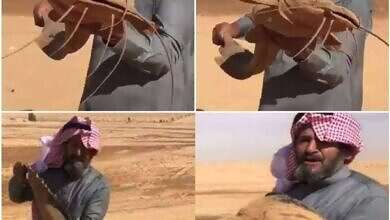 سمكة السلور الصحراوية (منصات تواصل)