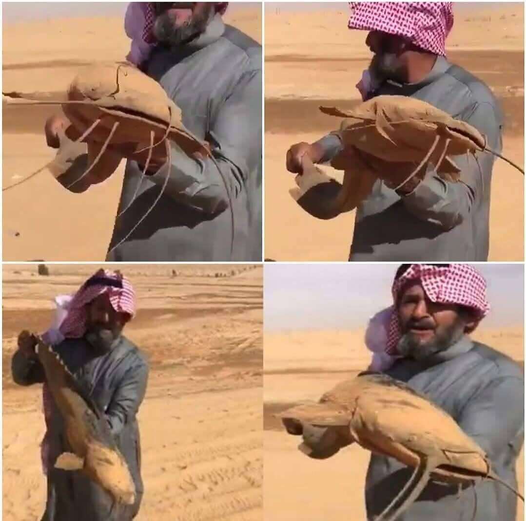 سمكة صحراوية سمكة السلور الصحراوية (منصات تواصل)