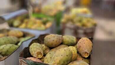 تين شوكي (صورة خاصة)