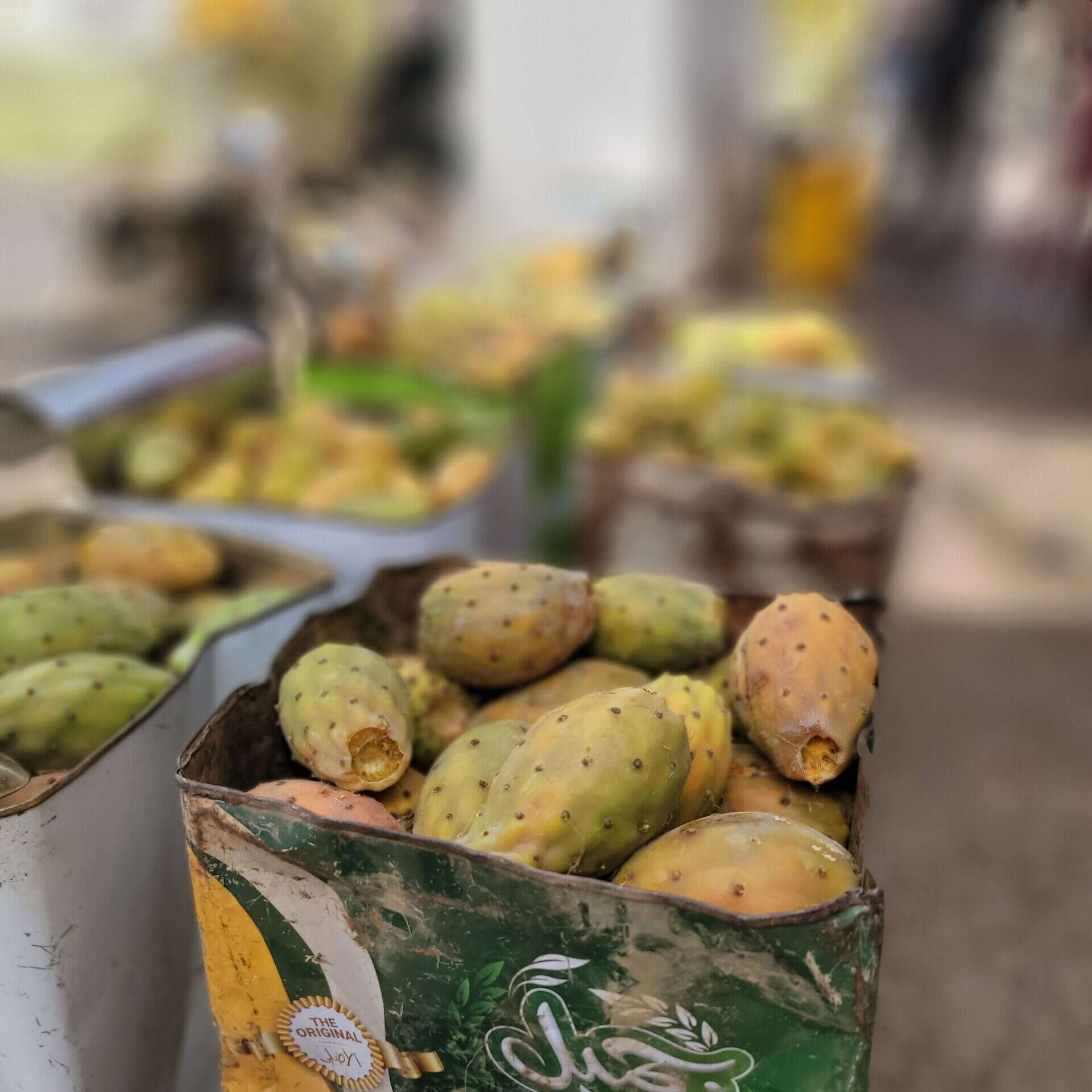 تين تين شوكي (صورة خاصة)